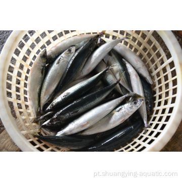 Peixe congelado Pacific Mackerel inteiro Contate Atacado Fornecedores